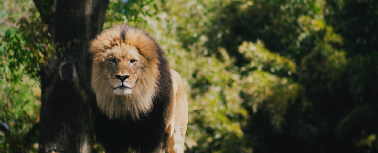 Lion's Share